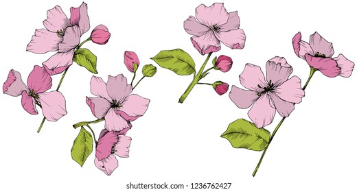 Vector. Appe blossom flowers. Pink and green engraved ink art. Wild spring leaf. Isolated apple blossom flowers illustration element.