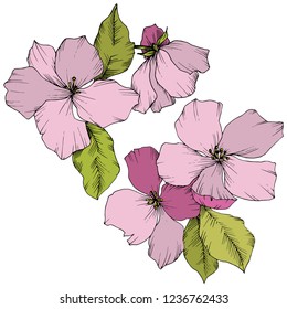 Vector. Flores de flores de manzana. Arte de tinta rosa y verde grabado. Hojas de primavera silvestres. Elemento de ilustración de flores de manzana aislada.