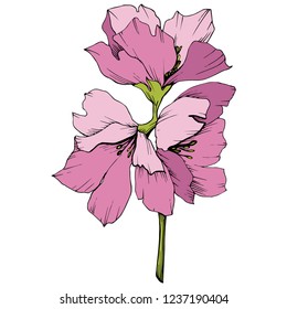 Vector. Flores de flores de manzana. Arte de tinta rosa y verde grabado. Hojas de primavera silvestres. Elemento de ilustración de flores de manzana aislada.