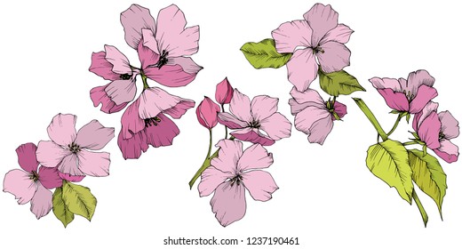 Vector. Flores de flores de manzana. Arte de tinta rosa y verde grabado. Hojas de primavera silvestres. Elemento de ilustración de flores de manzana aislada.