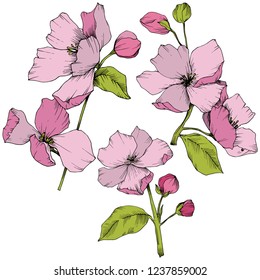 Vector. Appe blossom flowers. Pink and green engraved ink art. Wild spring leaf. Isolated apple blossom flowers illustration element.