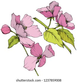 Vector. Flores de flores de manzana. Arte de tinta rosa y verde grabado. Hojas de primavera silvestres. Elemento de ilustración de flores de manzana aislada.