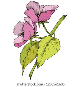 Vector. Appe blossom flowers. Pink and green engraved ink art. Wild spring leaf. Isolated apple blossom flowers illustration element.