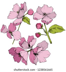 Vector. Flores de flores de manzana. Arte de tinta rosa y verde grabado. Hojas de primavera silvestres. Elemento de ilustración de flores de manzana aislada.
