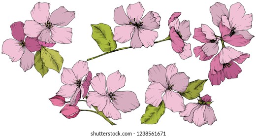 Vector. Appe blossom flowers. Pink and green engraved ink art. Wild spring leaf. Isolated apple blossom flowers illustration element.