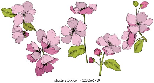Vector. Appe blossom flowers. Pink and green engraved ink art. Wild spring leaf. Isolated apple blossom flowers illustration element.