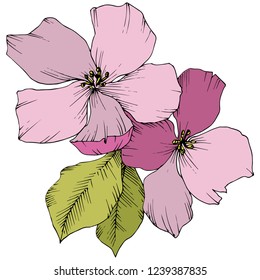 Vector. Appe blossom flowers. Pink and green engraved ink art. Wild spring leaf. Isolated apple blossom flowers illustration element.