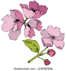 Vector. Appe blossom flowers. Pink and green engraved ink art. Wild spring leaf. Isolated apple blossom flowers illustration element.
