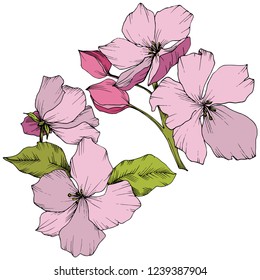 Vector. Appe blossom flowers. Pink and green engraved ink art. Wild spring leaf. Isolated apple blossom flowers illustration element.