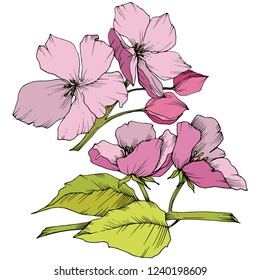 Vector. Appe blossom flowers. Pink and green engraved ink art. Wild spring leaf. Isolated apple blossom flowers illustration element.