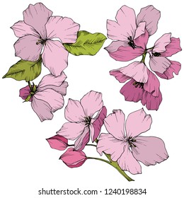 Vector. Appe blossom flowers. Pink and green engraved ink art. Wild spring leaf. Isolated apple blossom flowers illustration element.