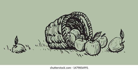  Vector apple basket illustration sketch drawing