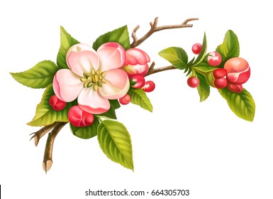 Vector apple blossom branch spring floral set of pink white vintage flowers green leaves isolated on white background. Digital watercolor illustration.