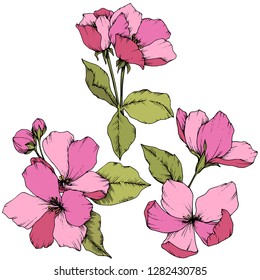 Vector Apple blossom floral botanical flower. Wild spring leaf wildflower isolated. Pink and green engraved ink art. Isolated flowers illustration element on white background.