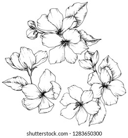 Vector Apple blossom floral botanical flower. Wild spring leaf wildflower isolated. Black and white engraved ink art. Isolated flowers illustration element on white background.