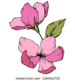 Vector Apple blossom floral botanical flower. Wild spring leaf wildflower isolated. Pink and green engraved ink art. Isolated flowers illustration element on white background.