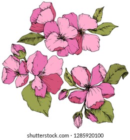 Vector Apple blossom floral botanical flower. Wild spring leaf wildflower isolated. Pink and green engraved ink art. Isolated flowers illustration element on white background.