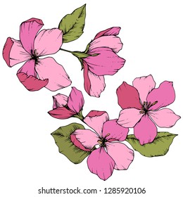 Vector Apple blossom floral botanical flower. Wild spring leaf wildflower isolated. Pink and green engraved ink art. Isolated flowers illustration element on white background.