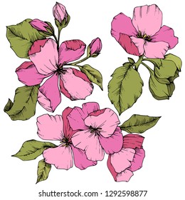Vector Apple blossom floral botanical flower. Wild spring leaf wildflower isolated. Pink and green engraved ink art. Isolated flowers illustration element on white background.