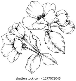 Vector Apple blossom floral botanical flower. Wild spring leaf wildflower isolated. Black and white engraved ink art. Isolated flowers illustration element on white background.