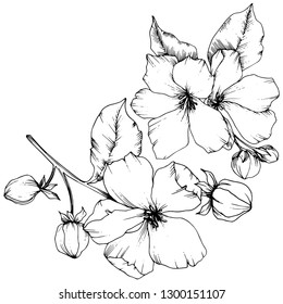 Vector Apple blossom floral botanical flower. Wild spring leaf wildflower isolated. Black and white engraved ink art. Isolated flowers illustration element on white background.