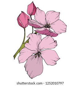 Vector. Apple blossom flowers. Pink and green engraved ink art. Wild spring leaf. Isolated apple blossom flowers illustration element.