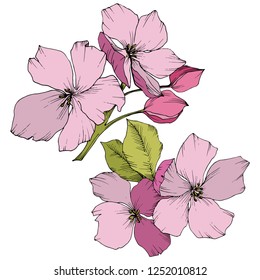 Vector. Apple blossom flowers. Pink and green engraved ink art. Wild spring leaf. Isolated apple blossom flowers illustration element.