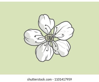 Vector apple flower hand drawn