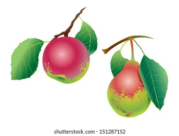 Vector apple and pear with a branch and leaves on a white background