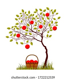 vector apple tree and basket of apples in grass isolated on white background