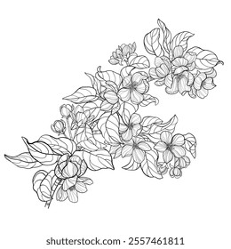 Vector apple tree branch in bloom, black and white illustration, floral composition