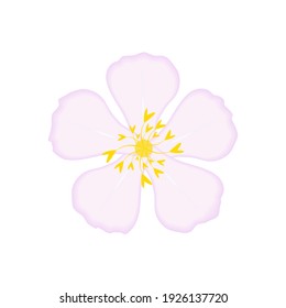 Vector apple tree flower isolated on white background.