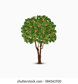 Vector apple tree illustration on white background