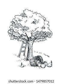  Vector apple tree illustration sketch drawing