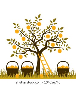 vector apple tree, ladder and baskets of apples