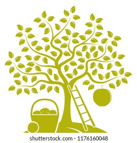 vector apple tree with one big apple, ladder and basket of apples isolated on white background
