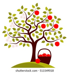 vector apple tree in two seasons and basket of apples isolated on white background