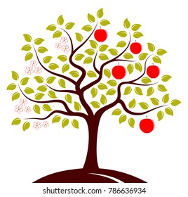 vector apple tree in two seasons isolated on white background