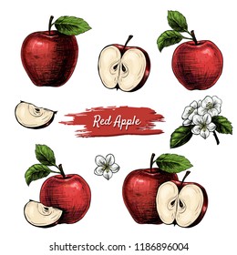 Vector apples hand drawn sketch with flowers .  Sketch vector  food illustration. Vintage style