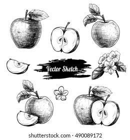 Vector apples hand drawn sketch with flowers .  Sketch vector  food illustration. Vintage style