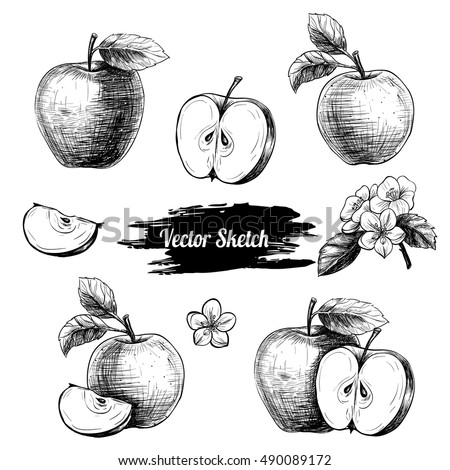 Vector apples hand drawn sketch with flowers .  Sketch vector  food illustration. Vintage style