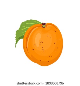 Vektor-Aprikose mit grünem Blatt einzeln auf weißem Hintergrund. Fruchtsymbol. Illustration im Cartoon-Flachstil.