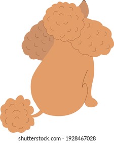 vector apricot little poodle dog.