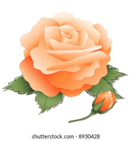 vector, Apricot Rose, leaves, old fashioned pastel heritage bloom on white background. EPS8 organized in groups for easy editing.