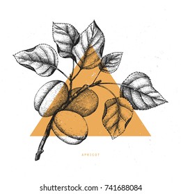 Vector apricot vintage sketch. Hand drawn tree illustration. Engraved fruit drawing. Botanical design template. Triangle design