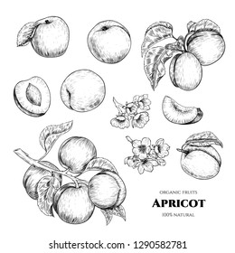 Vector apricots hand drawn sketch with flowers.  Sketch vector  food illustration. Vintage style