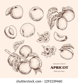 Vector apricots hand drawn sketch with flowers.  Sketch vector  food illustration. Vintage style