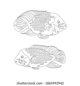 vector aquarium fish couple cichlid white black coloring book realistic