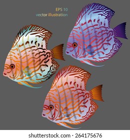 vector aquarium fish discus