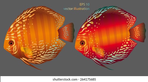 vector aquarium fish discus